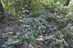 Thelepaepale ixiocephala